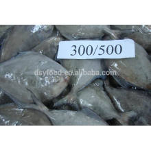 Frozen Black Pomfret Fish